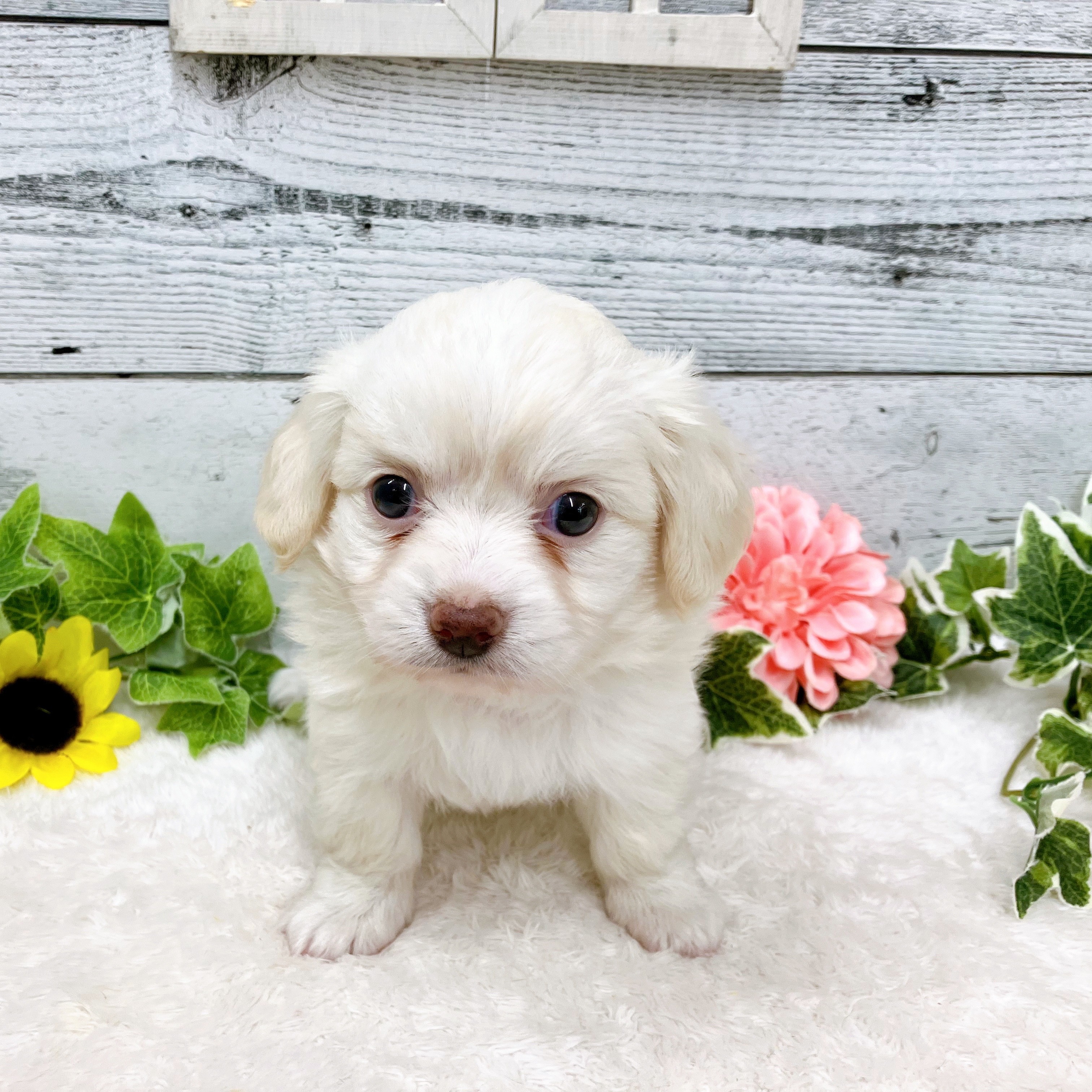 石川県のチワックス(チワワ×ダックス) (犬の家＆猫の里アミーゴ金沢おこばた店/2025年6月13日生まれ/女の子/クリーム)の子犬の4枚目の画像