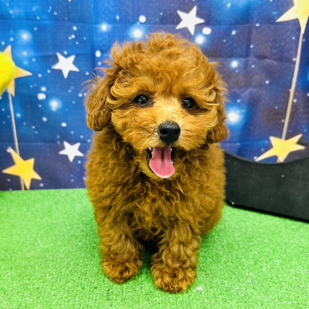 愛知県のトイプードル(トイ) (犬の家＆猫の里名古屋天白店/2025年6月12日生まれ/女の子/レッドフォーン)の子犬の4枚目の画像