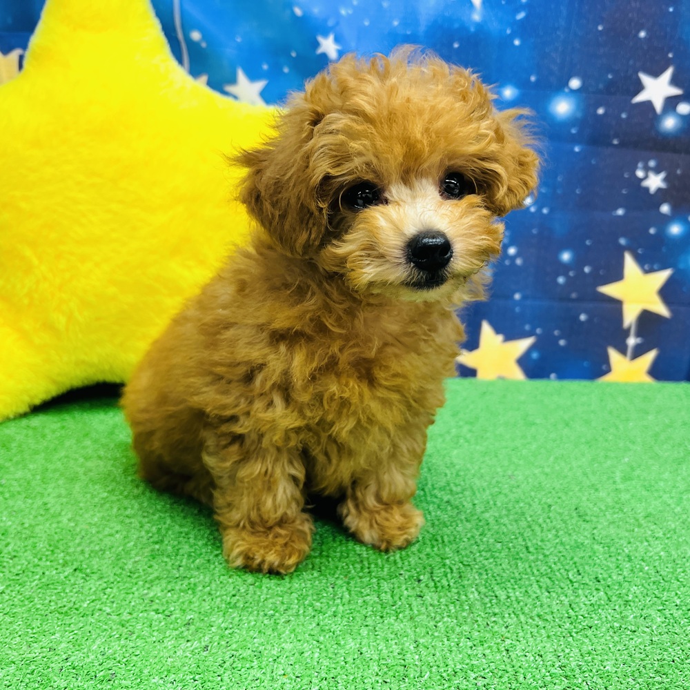 愛知県のトイプードル(トイ) (犬の家＆猫の里名古屋天白店/2025年6月12日生まれ/男の子/オレンジフォーン)の子犬の4枚目の画像