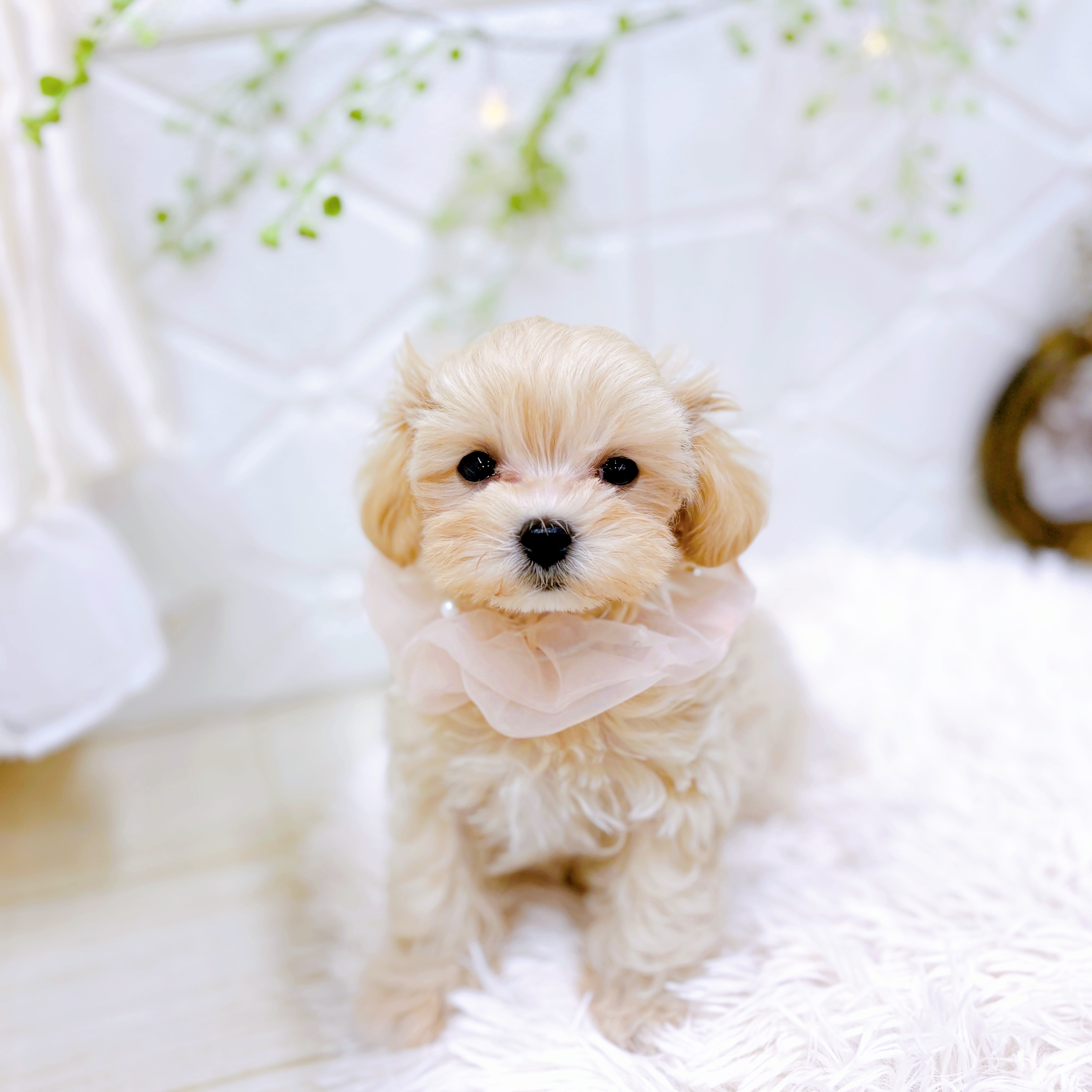 福井県のマルプー(マルチーズ×プードル) (犬の家＆猫の里アミーゴ福井店/2025年6月14日生まれ/女の子/クリームホワイト)の子犬の4枚目の画像