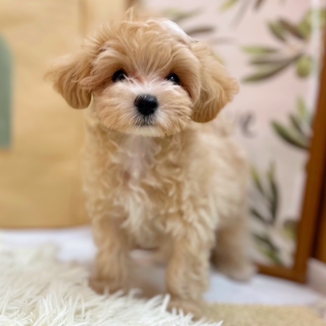 岡山県のマルプー(マルチーズ×プードル) (犬の家＆猫の里倉敷中庄店/2025年6月14日生まれ/男の子/クリームホワイト)の子犬の4枚目の画像