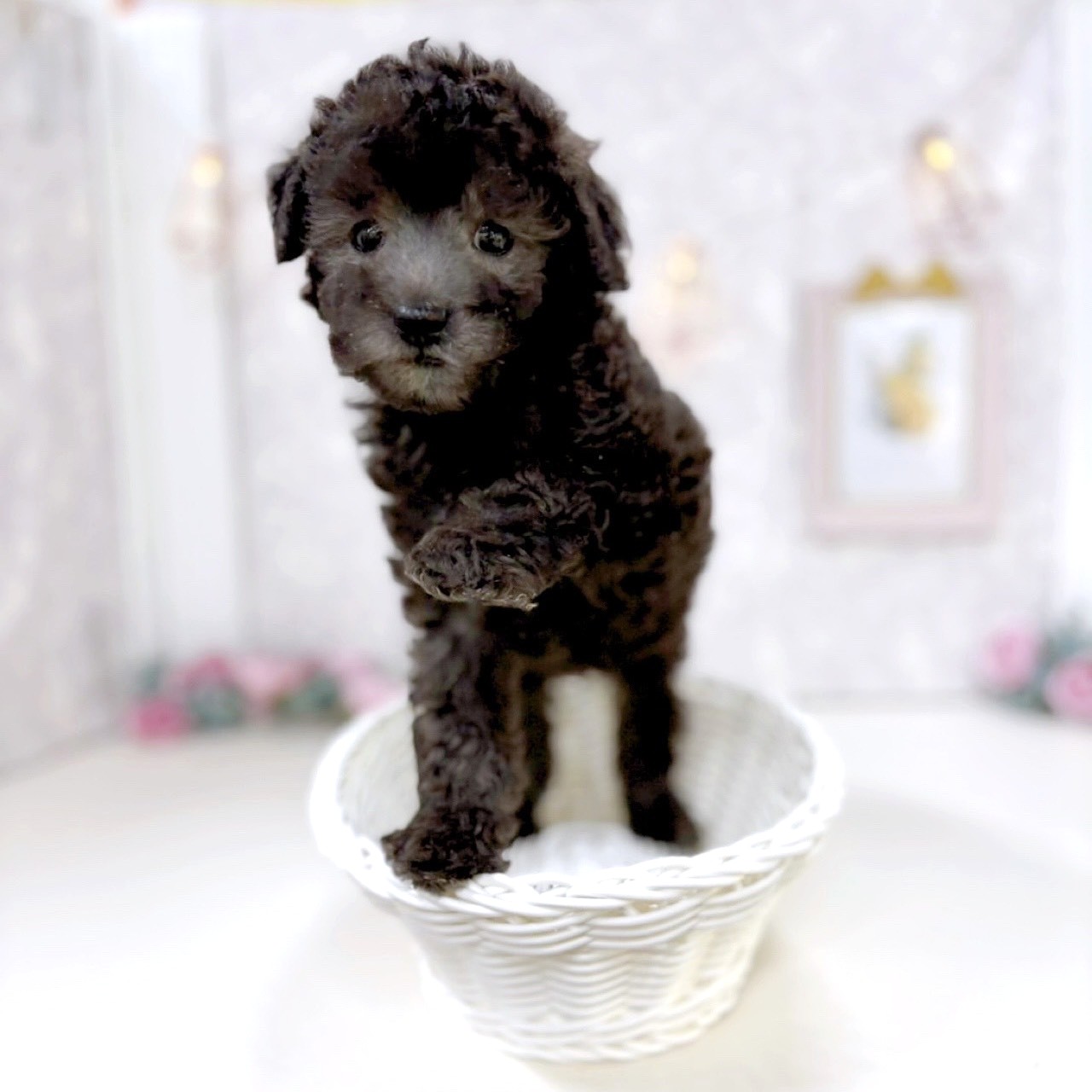 富山県のトイプードル(トイ) (犬の家＆猫の里アミーゴ高岡蓮花寺店/2025年8月5日生まれ/男の子/シルバー)の子犬の4枚目の画像