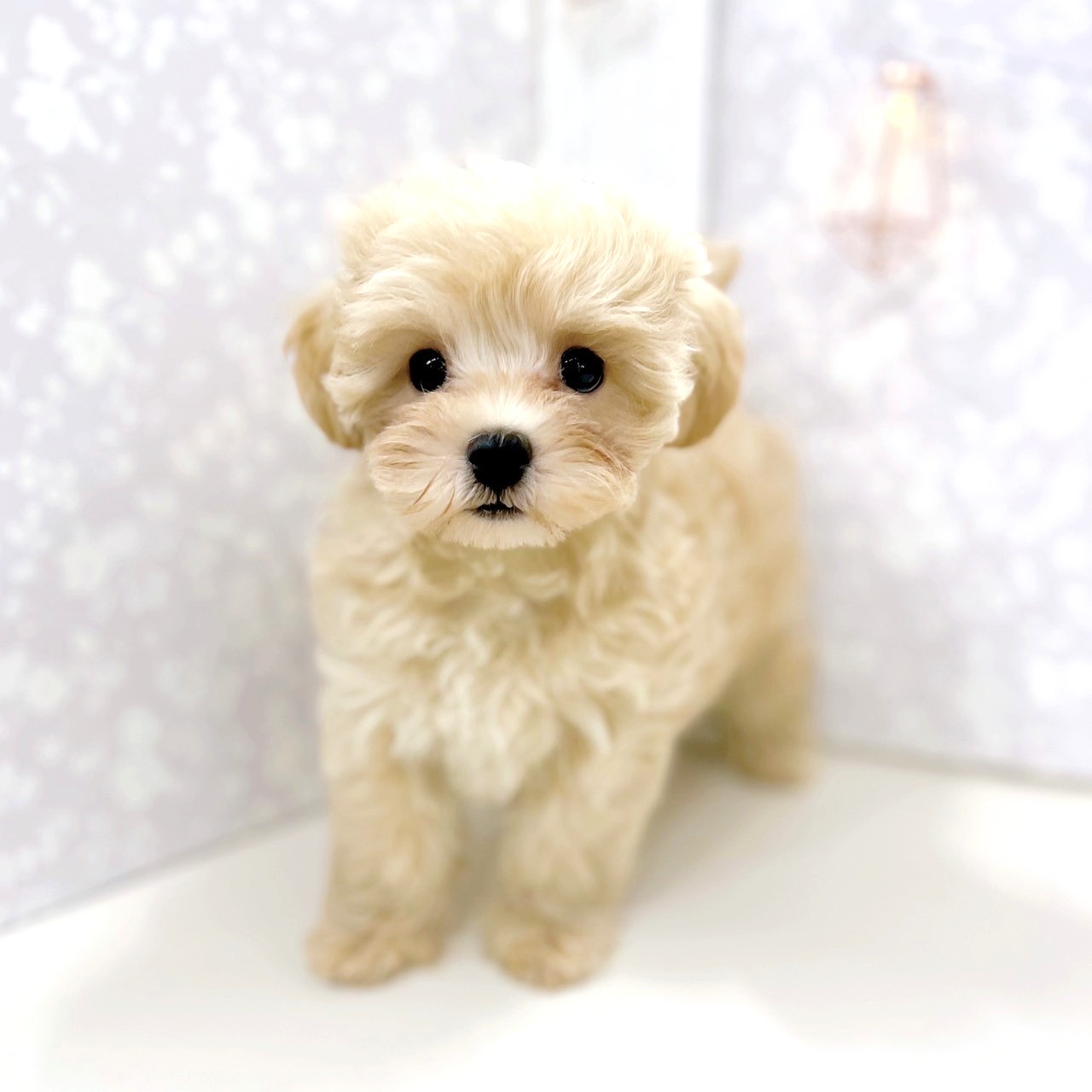 富山県のマルプー(マルチーズ×プードル) (犬の家＆猫の里アミーゴ高岡蓮花寺店/2025年6月15日生まれ/男の子/クリームホワイト)の子犬の4枚目の画像