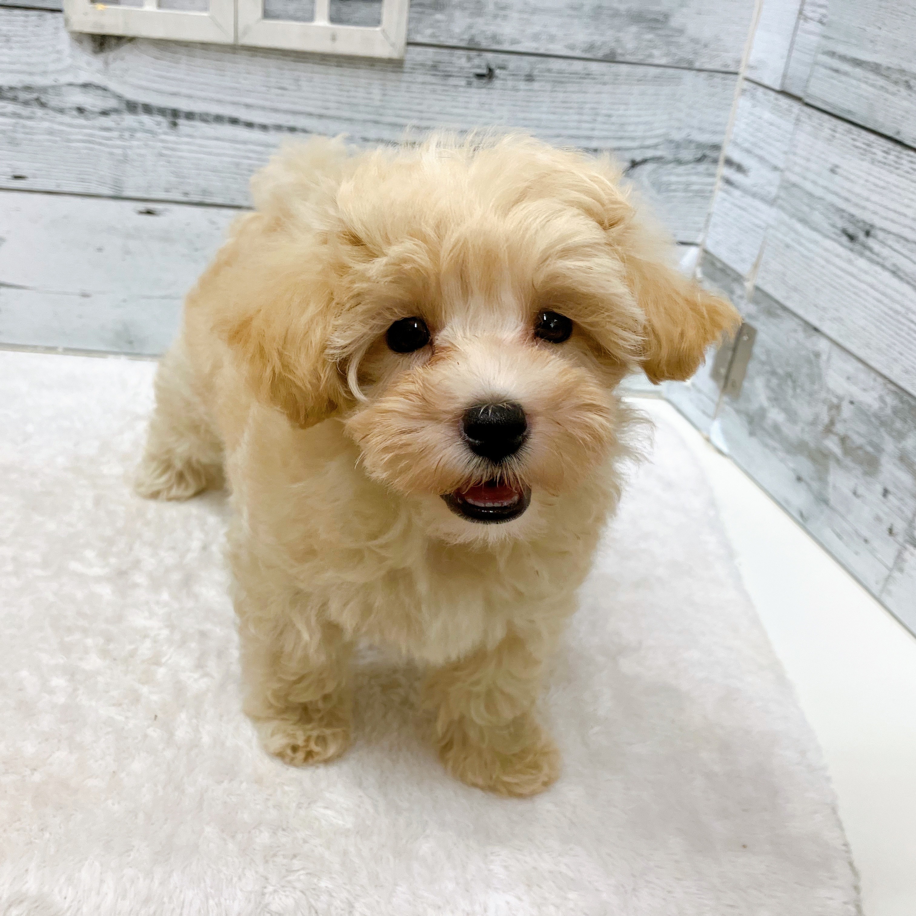 石川県のマルプー(マルチーズ×プードル) (犬の家＆猫の里アミーゴ金沢おこばた店/2025年6月15日生まれ/女の子/クリームホワイト)の子犬の4枚目の画像