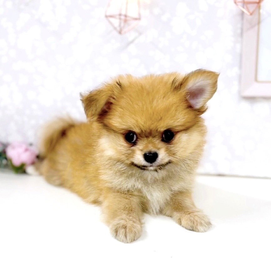 富山県のポメチワ/チワポメ/ポメチー(ポメラニアン×チワワ) (犬の家＆猫の里アミーゴ高岡蓮花寺店/2025年6月13日生まれ/女の子/オレンジ)の子犬の4枚目の画像