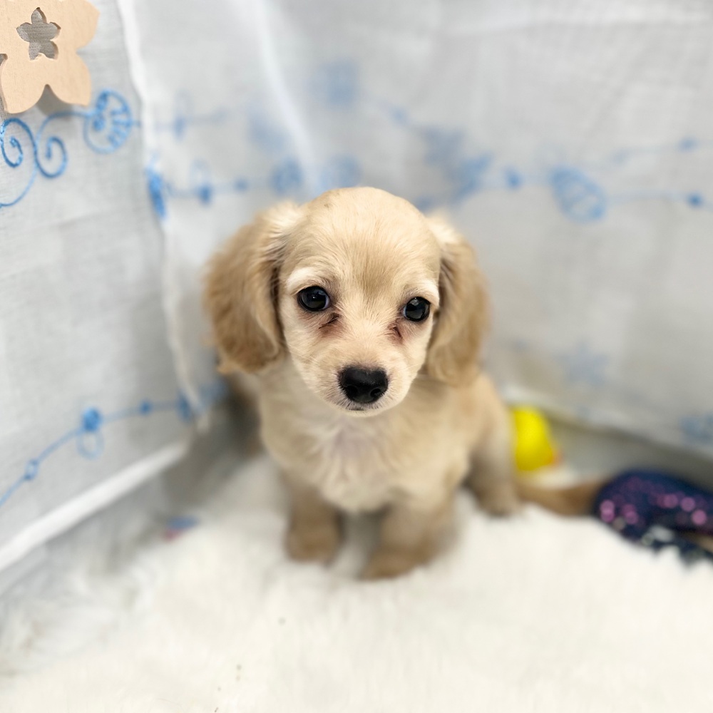 静岡県のチワックス(チワワ×ダックス) (犬の家＆猫の里MEGAドン・キホーテ袋井店/2025年6月15日生まれ/男の子/クリーム)の子犬の4枚目の画像