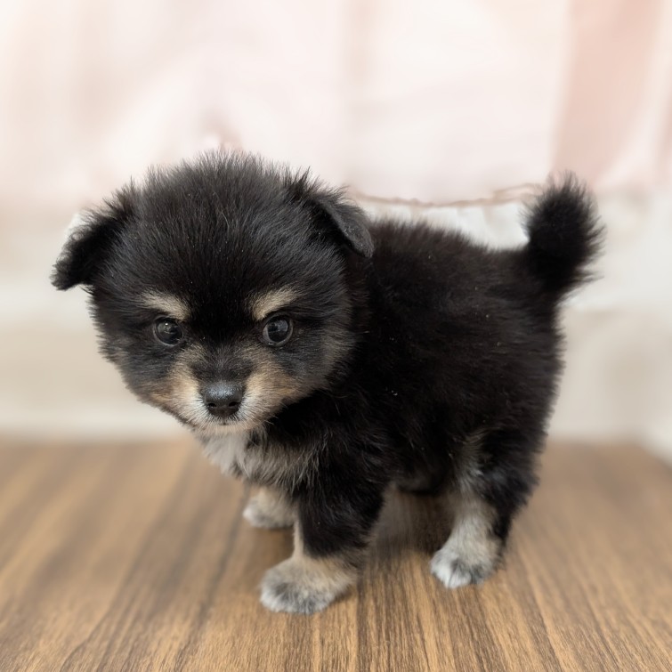 兵庫県のポメチワ/チワポメ/ポメチー(ポメラニアン×チワワ) (犬の家＆猫の里カナート西神戸店/2025年6月14日生まれ/男の子/ブラックタン)の子犬の4枚目の画像