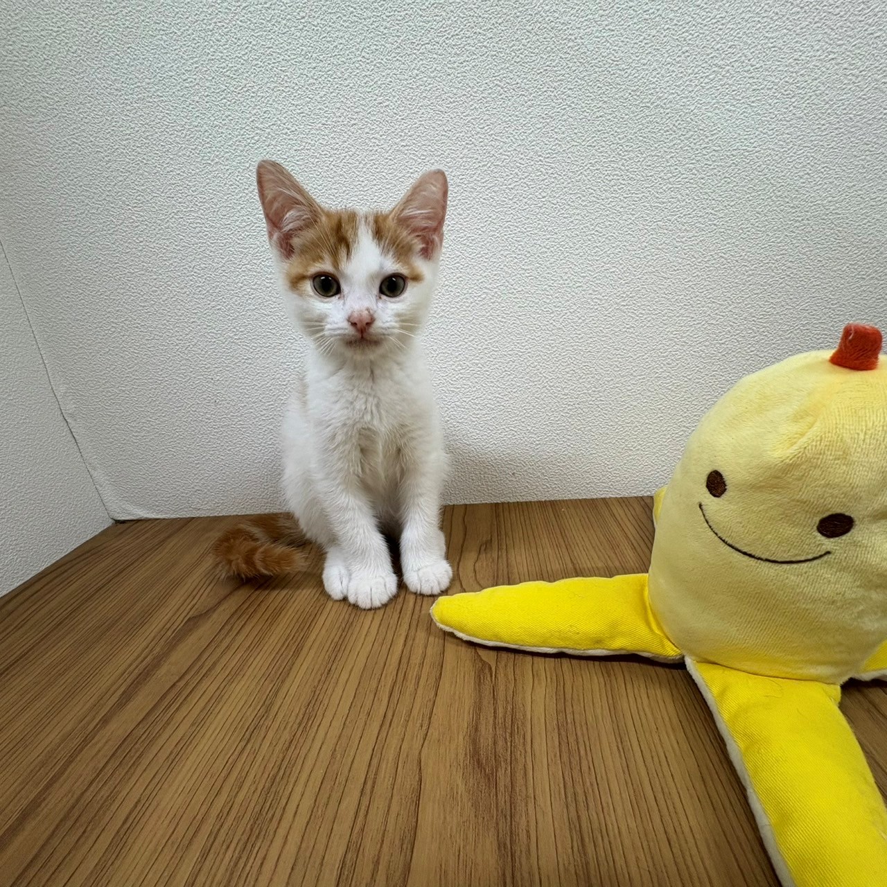 福岡県のスコティッシュフォールド (犬の家＆猫の里トリアス久山店/2025年6月10日生まれ/男の子/レッドタビーホワイト)の子猫の4枚目の画像