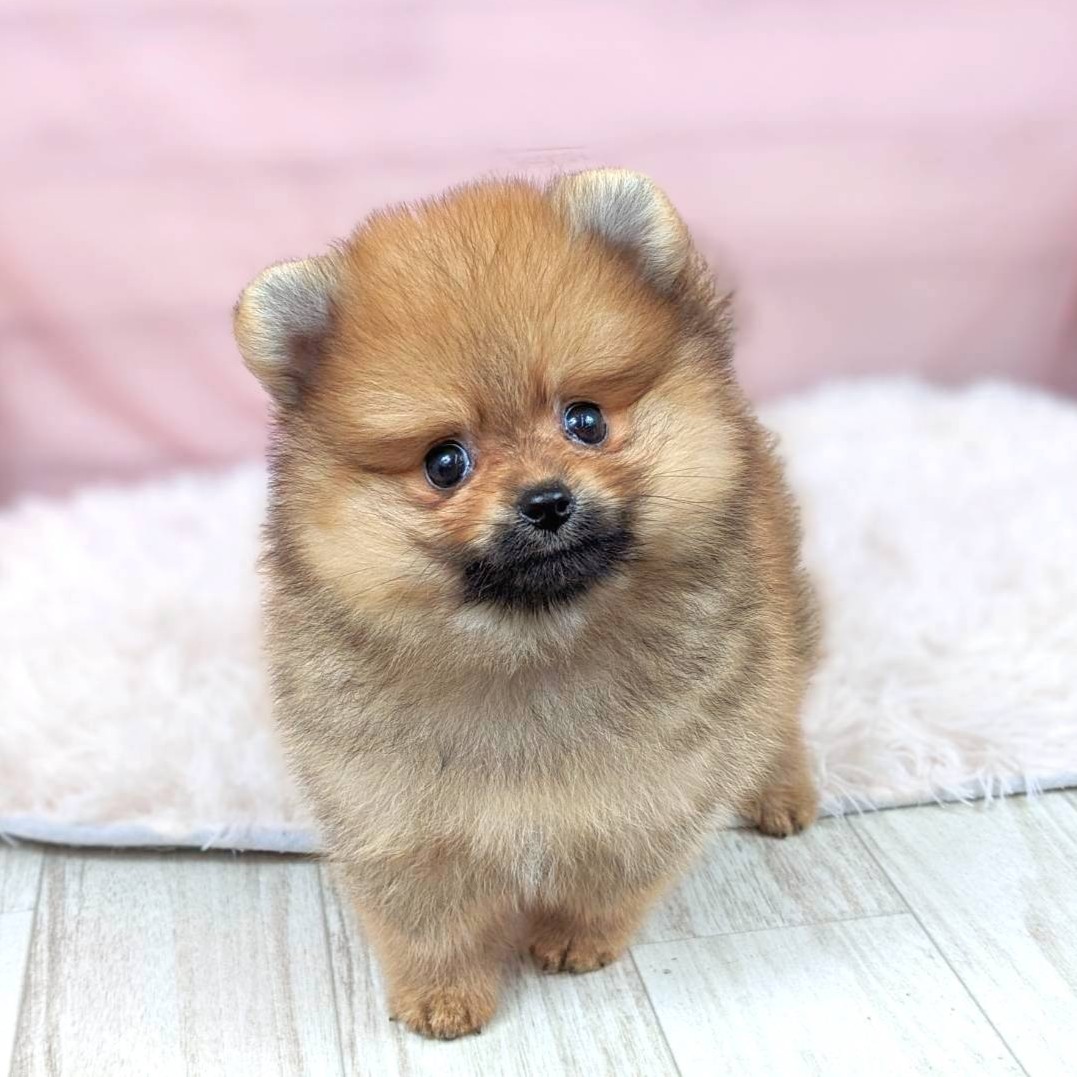兵庫県のポメラニアン (犬の家＆猫の里川西店/2025年6月13日生まれ/女の子/オレンジ)の子犬の4枚目の画像