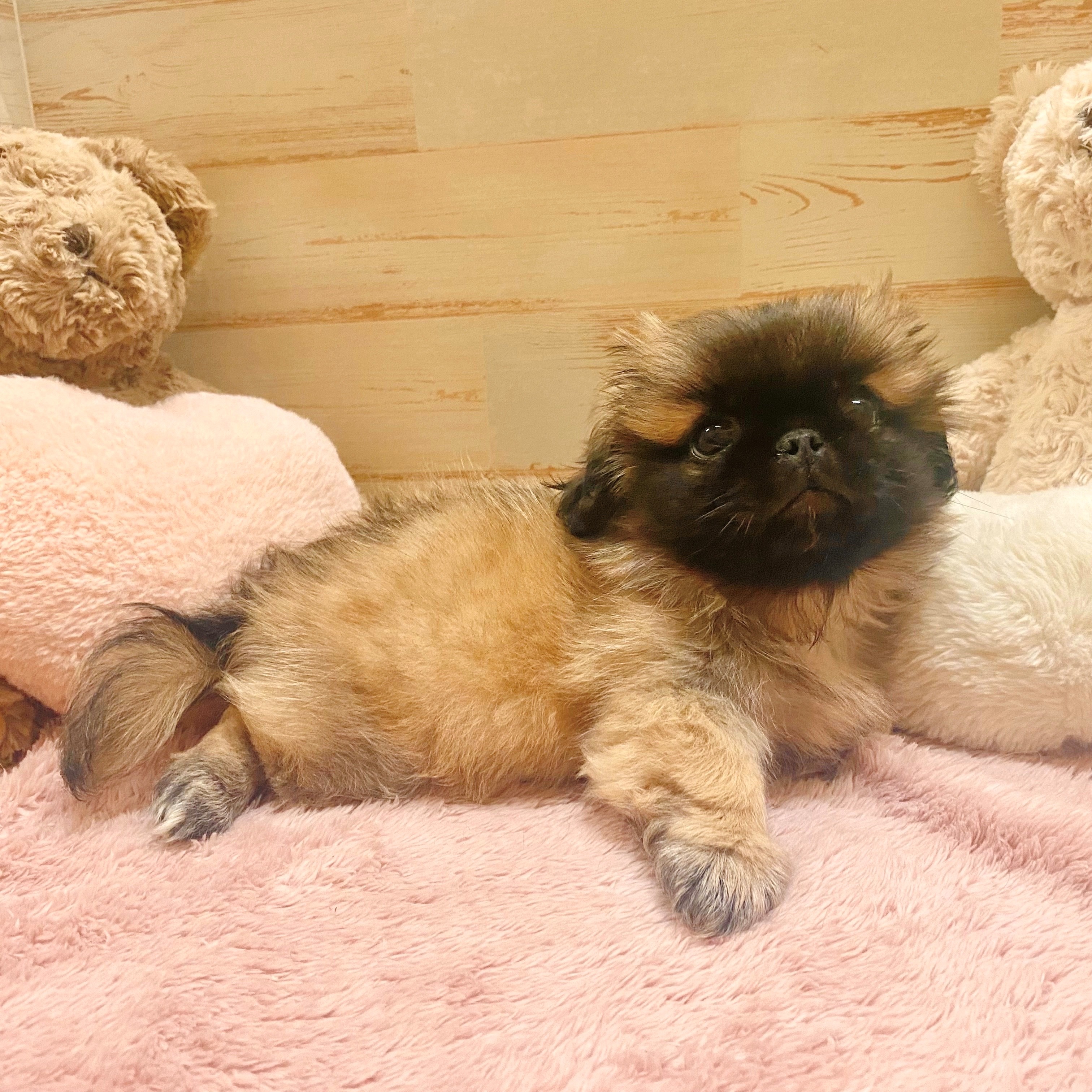 兵庫県のペキニーズ (犬の家＆猫の里神戸店/2025年6月15日生まれ/男の子/フォーン)の子犬の4枚目の画像