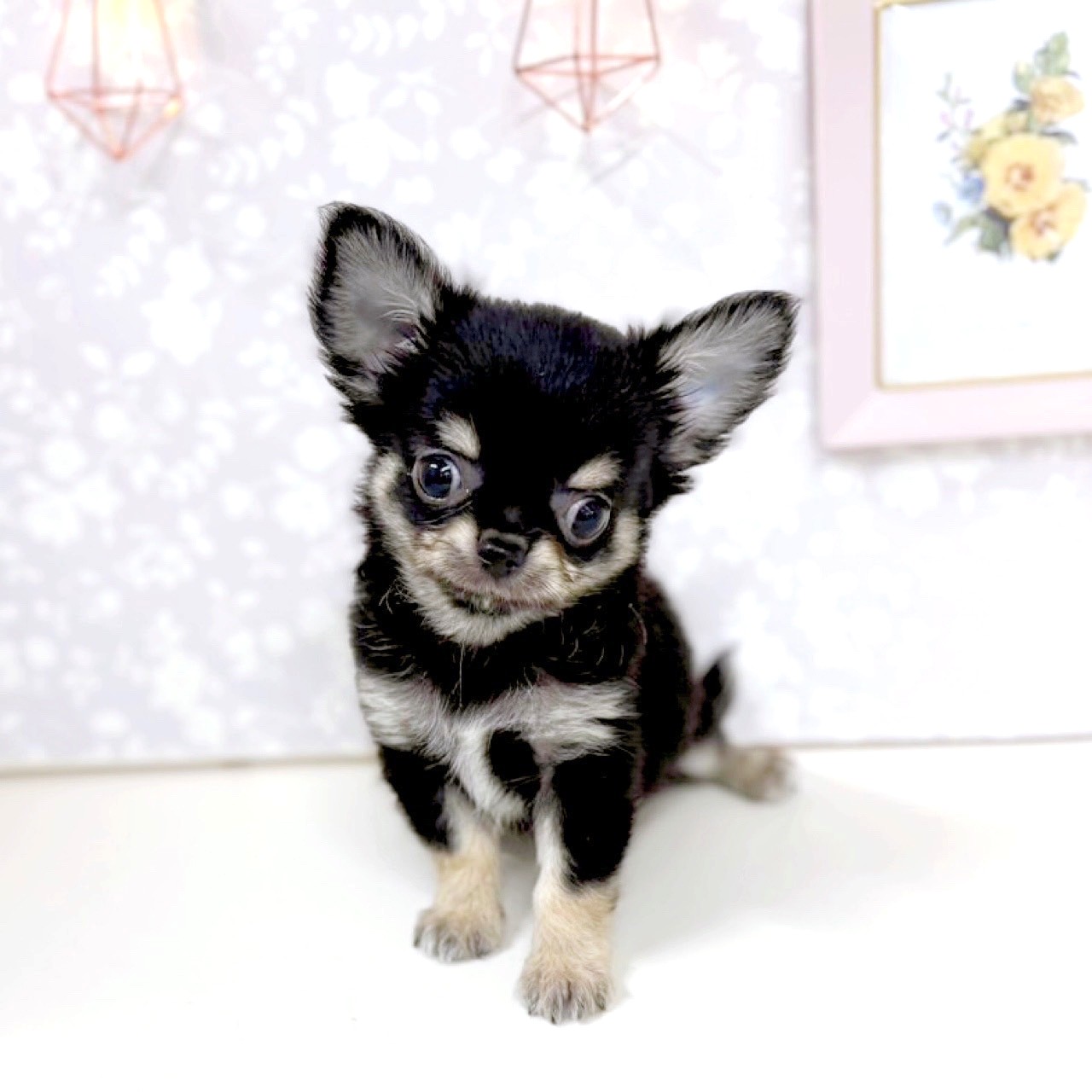 富山県のチワワ(ロング) (犬の家＆猫の里アミーゴ高岡蓮花寺店/2025年6月13日生まれ/男の子/ブラックタンホワイト)の子犬の4枚目の画像