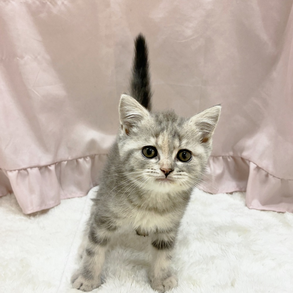 愛知県のスコティッシュフォールド (犬の家＆猫の里アミーゴ神の倉店/2025年6月6日生まれ/女の子/ブルータビーホワイト)の子猫の4枚目の画像