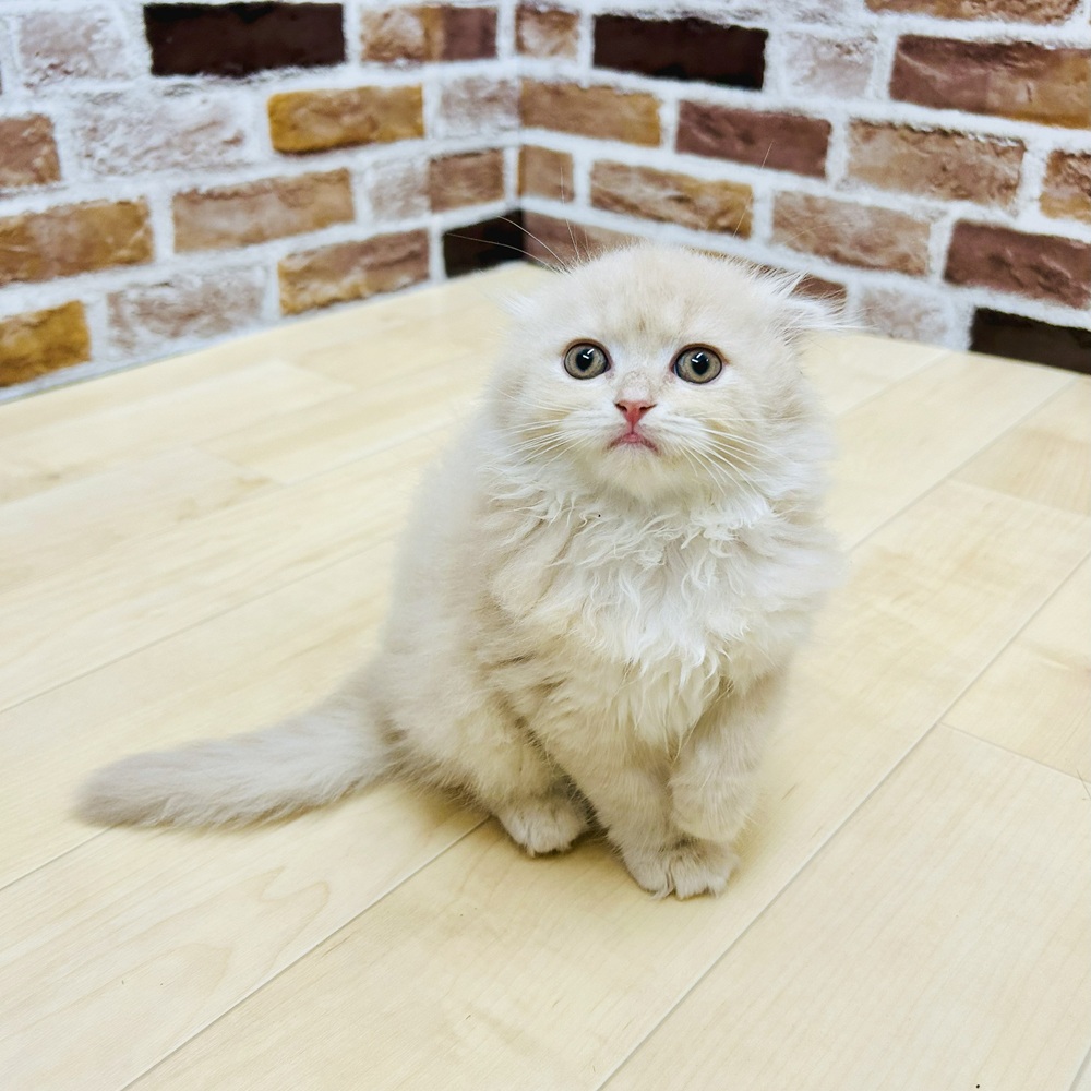 愛知県のスコティッシュフォールド (犬の家＆猫の里七宝店/2025年6月6日生まれ/女の子/クリームタビーホワイト)の子猫の1枚目の画像