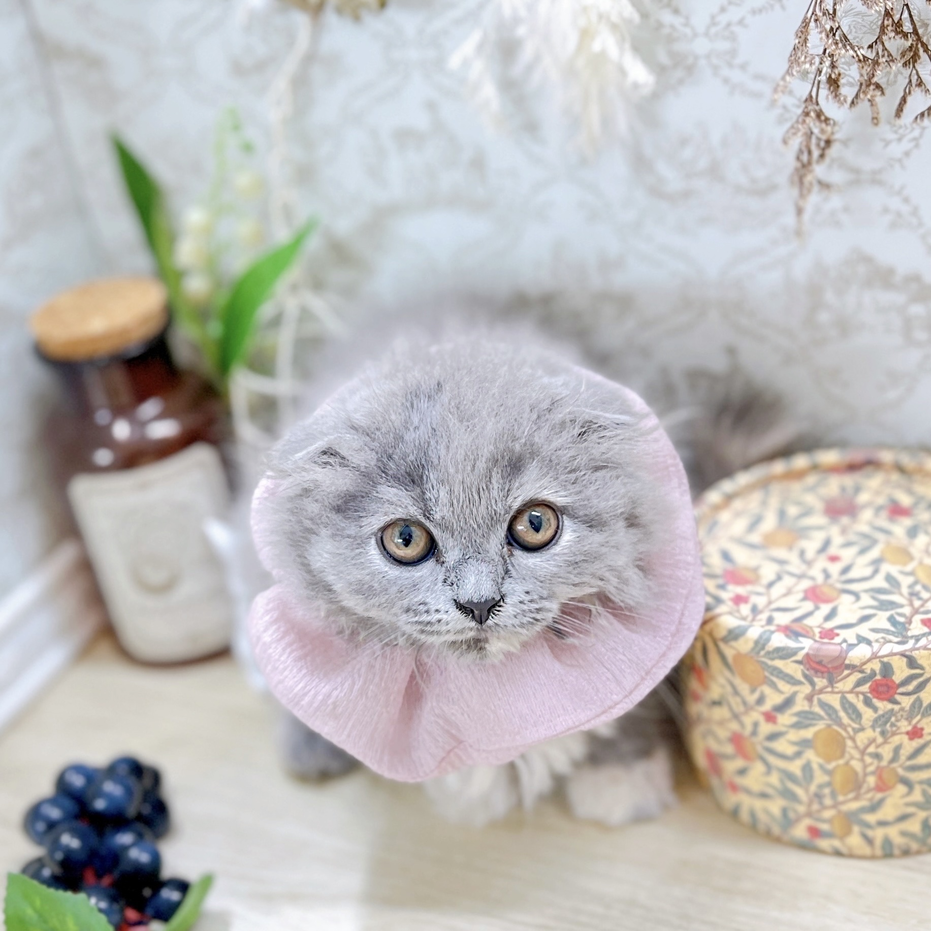 福井県のスコティッシュフォールド (犬の家＆猫の里アミーゴ福井大和田店/2025年6月7日生まれ/女の子/ブルーホワイト)の子猫の1枚目の画像
