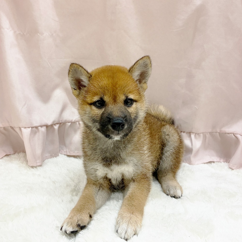 愛知県の柴犬(標準サイズ) (犬の家＆猫の里アミーゴ神の倉店/2025年6月15日生まれ/女の子/赤)の子犬の4枚目の画像