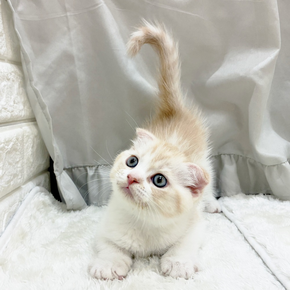 愛知県のスコティッシュフォールド (犬の家＆猫の里アミーゴ神の倉店/2025年6月14日生まれ/男の子/クリームタビーホワイト)の子猫の4枚目の画像