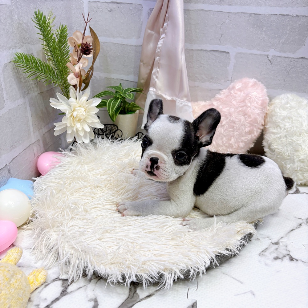 愛知県のフレンチブルドッグ (犬の家＆猫の里岡崎店/2025年6月14日生まれ/男の子/パイド)の子犬の4枚目の画像