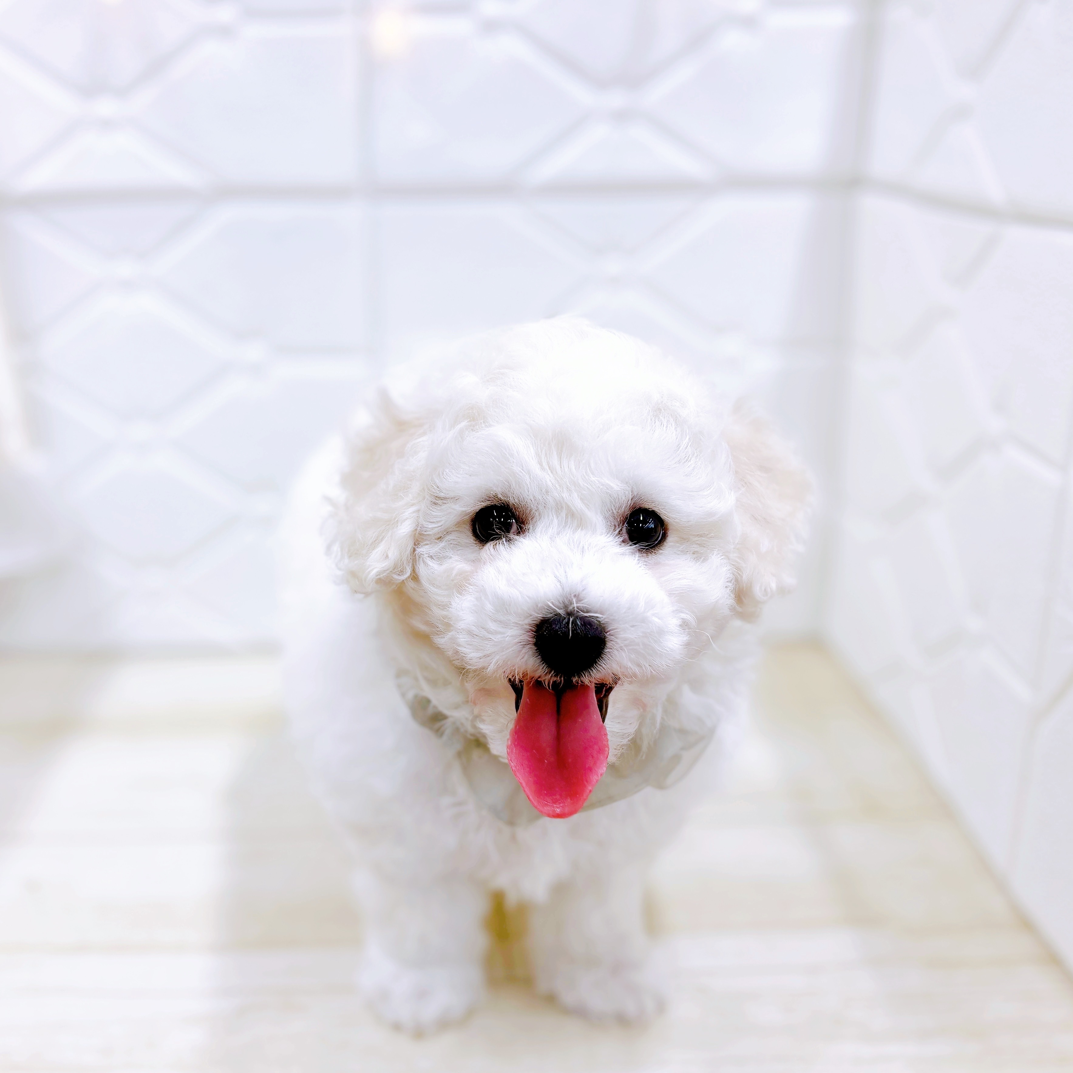 福井県のビションフリーゼ (犬の家＆猫の里アミーゴ福井店/2025年6月13日生まれ/男の子/ホワイト)の子犬の4枚目の画像