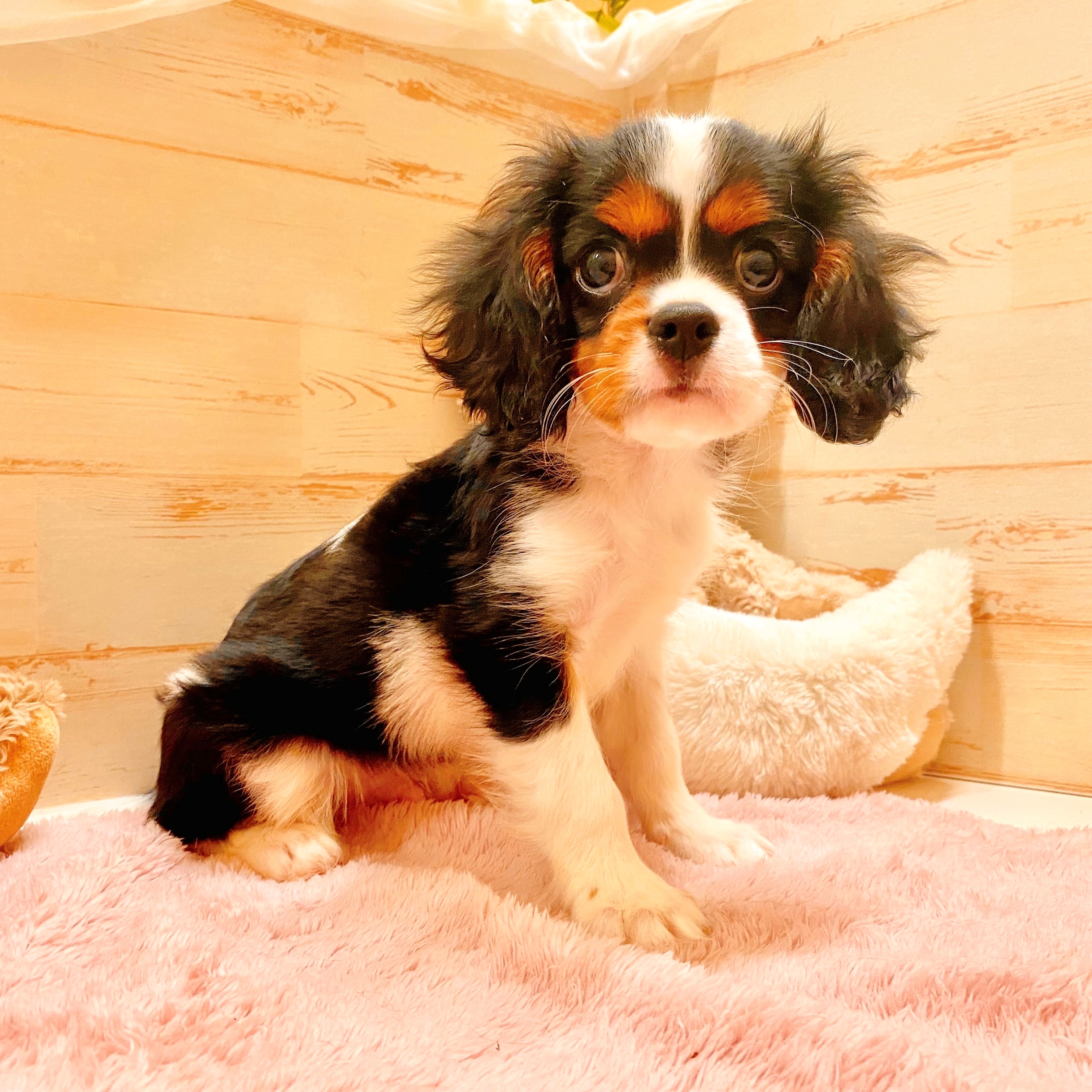兵庫県のキャバリアキングチャールズスパニエル (犬の家＆猫の里神戸店/2025年6月11日生まれ/男の子/トライカラー)の子犬の4枚目の画像