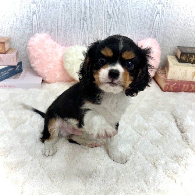 神奈川県のキャバリアキングチャールズスパニエル (犬の家＆猫の里相模原店/2025年6月14日生まれ/男の子/トライカラー)の子犬の4枚目の画像
