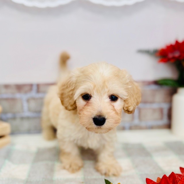 愛知県のハーフ犬・ミックス犬 (犬の家＆猫の里碧南店/2025年6月8日生まれ/男の子/クリーム)の子犬の4枚目の画像