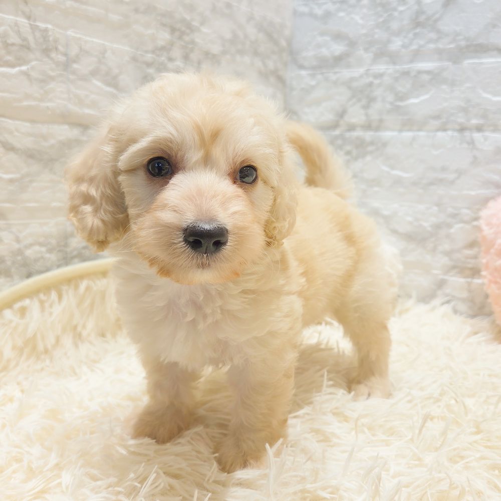 愛知県のハーフ犬・ミックス犬 (犬の家＆猫の里MiO香久山店/2025年6月8日生まれ/男の子/クリーム)の子犬の4枚目の画像