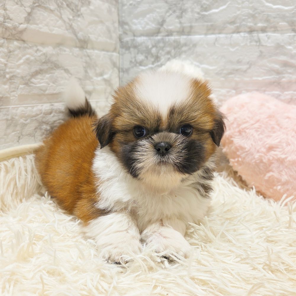 愛知県のシーズー (犬の家＆猫の里MiO香久山店/2025年6月13日生まれ/男の子/ゴールドホワイト)の子犬の4枚目の画像
