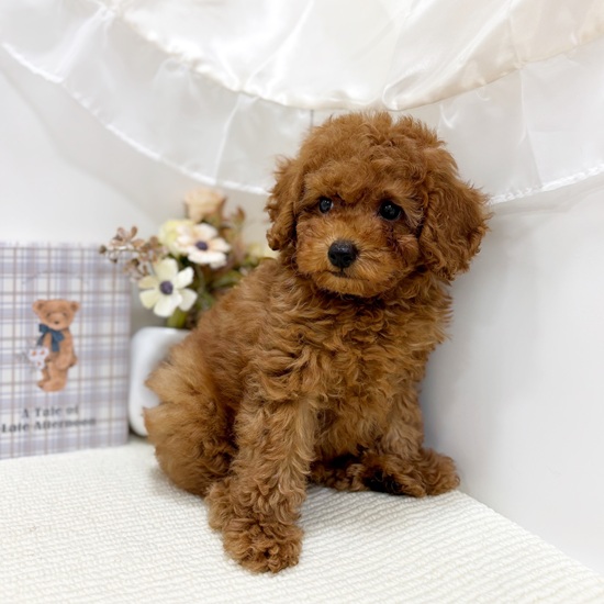 岐阜県のトイプードル(トイ) (犬の家＆猫の里カラフルタウン岐阜店/2025年6月11日生まれ/男の子/レッド)の子犬の4枚目の画像