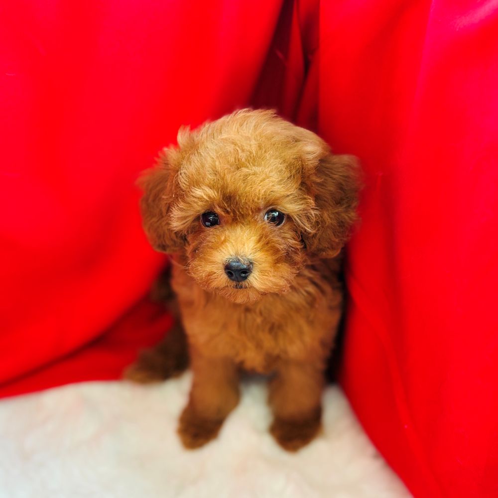 愛知県のトイプードル(トイ) (犬の家＆猫の里愛知刈谷店/2025年6月11日生まれ/女の子/レッド)の子犬の1枚目の画像