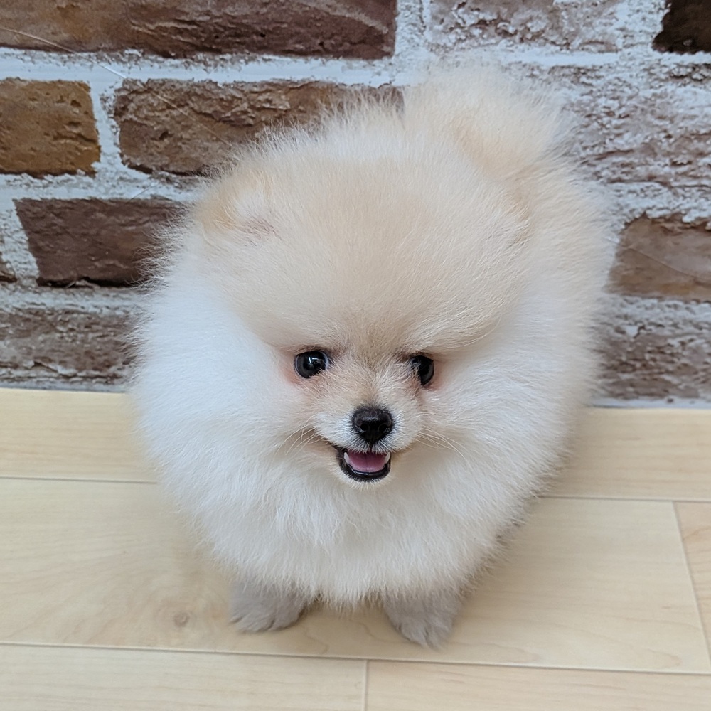 愛知県のポメラニアン (犬の家＆猫の里七宝店/2025年6月3日生まれ/女の子/クリーム)の子犬の4枚目の画像