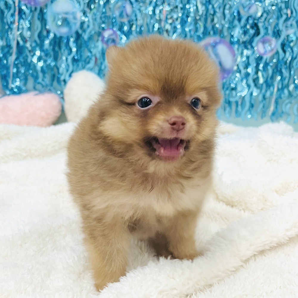 愛知県のポメラニアン (犬の家＆猫の里エアポートウォーク店/2025年6月16日生まれ/男の子/オレンジ)の子犬の4枚目の画像