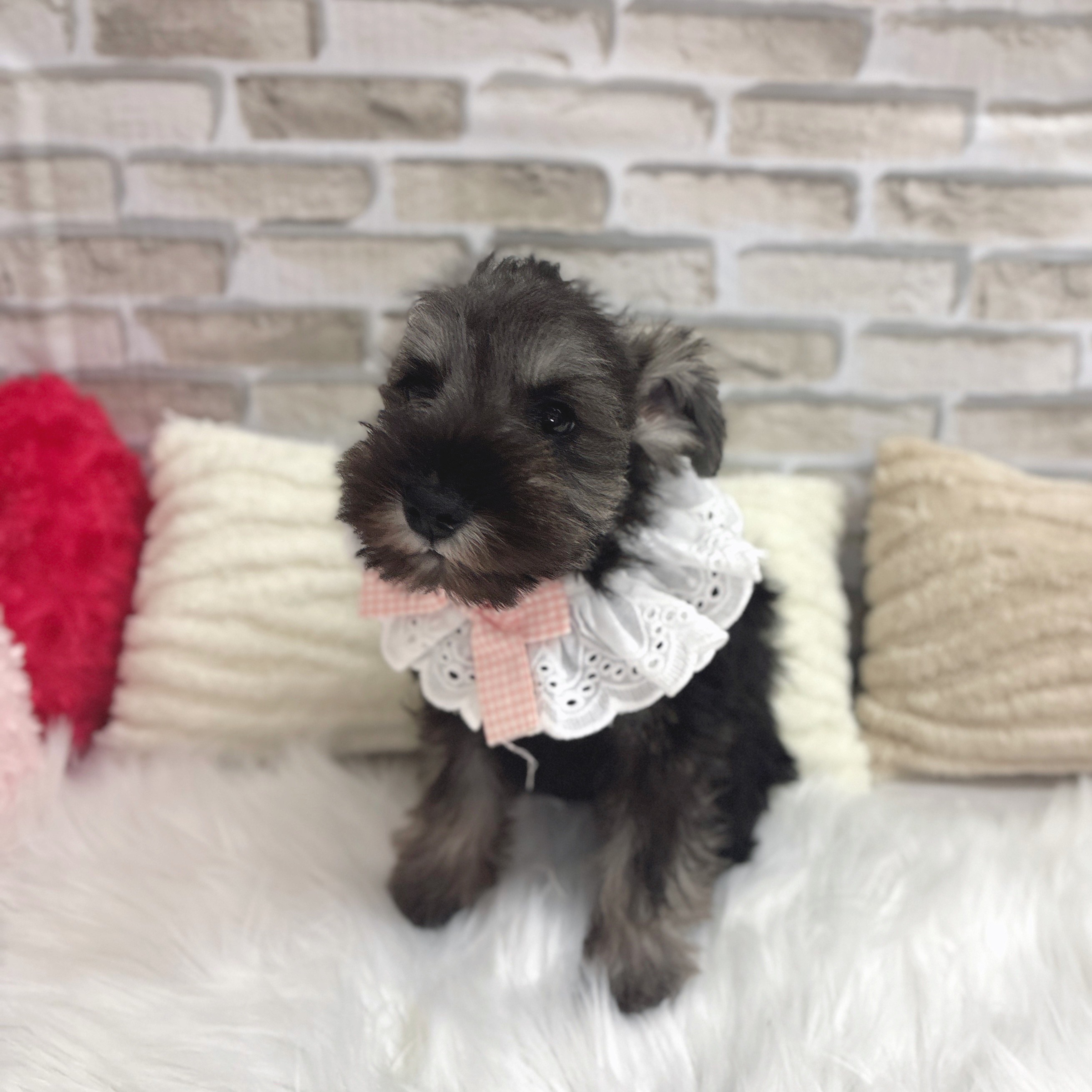 神奈川県のミニチュアシュナウザー (犬の家＆猫の里モザイクモール港北店/2025年6月16日生まれ/女の子/ソルトペッパー)の子犬の4枚目の画像