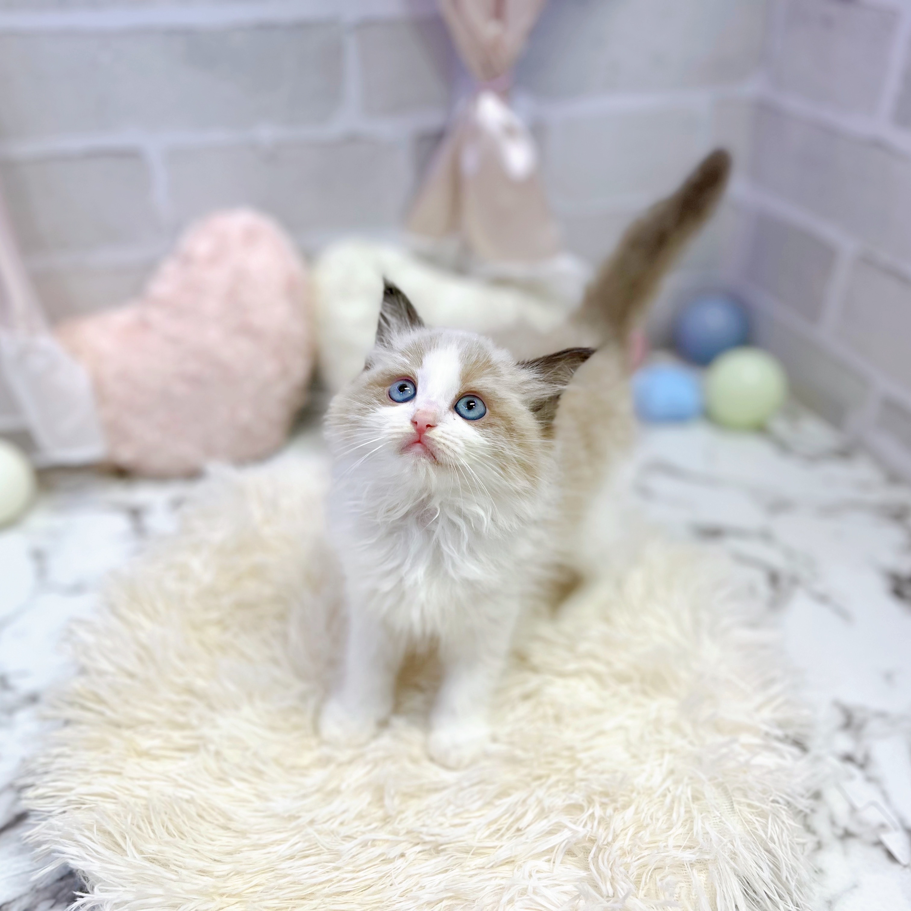 愛知県のラグドール (犬の家＆猫の里岡崎店/2025年6月17日生まれ/女の子/シールポイントバイカラー)の子猫の4枚目の画像