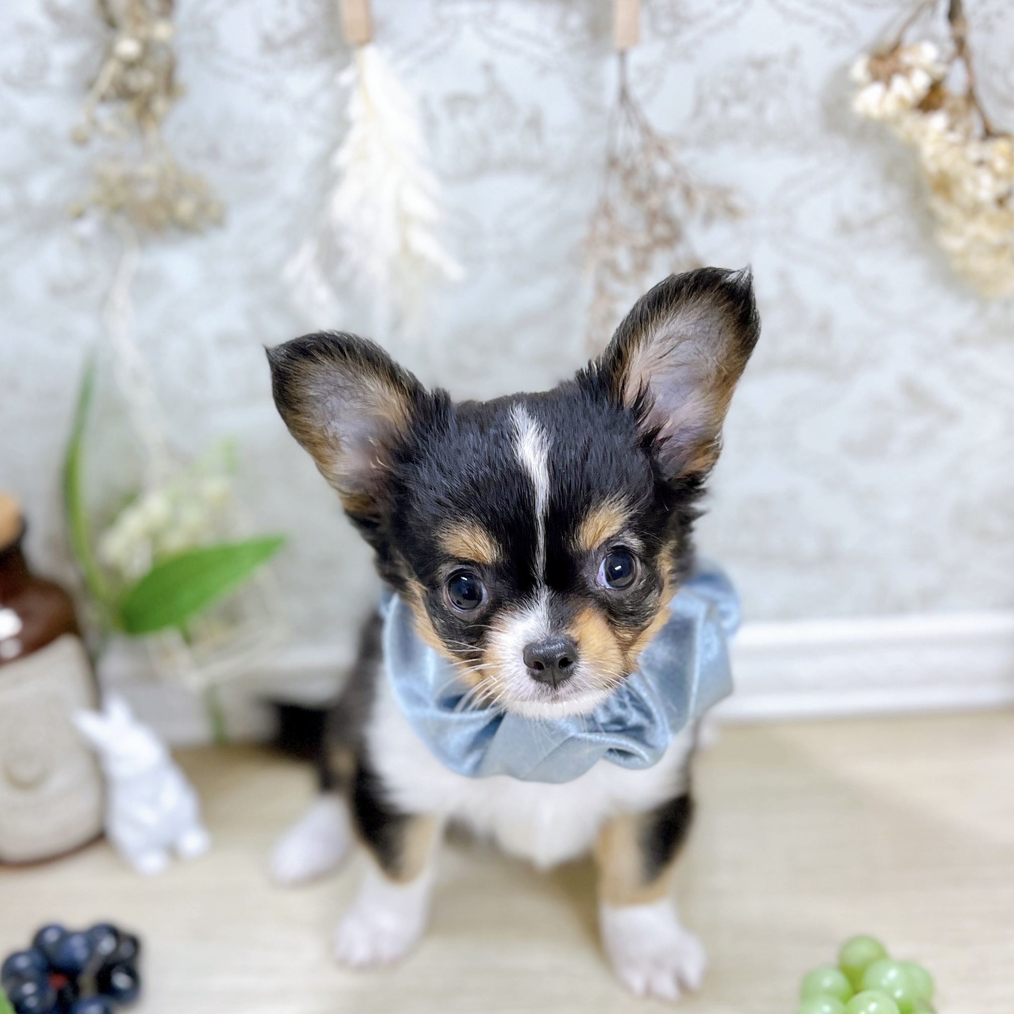 福井県のチワワ(ロング) (犬の家＆猫の里アミーゴ福井大和田店/2025年6月16日生まれ/男の子/ブラックタンホワイト)の子犬の4枚目の画像