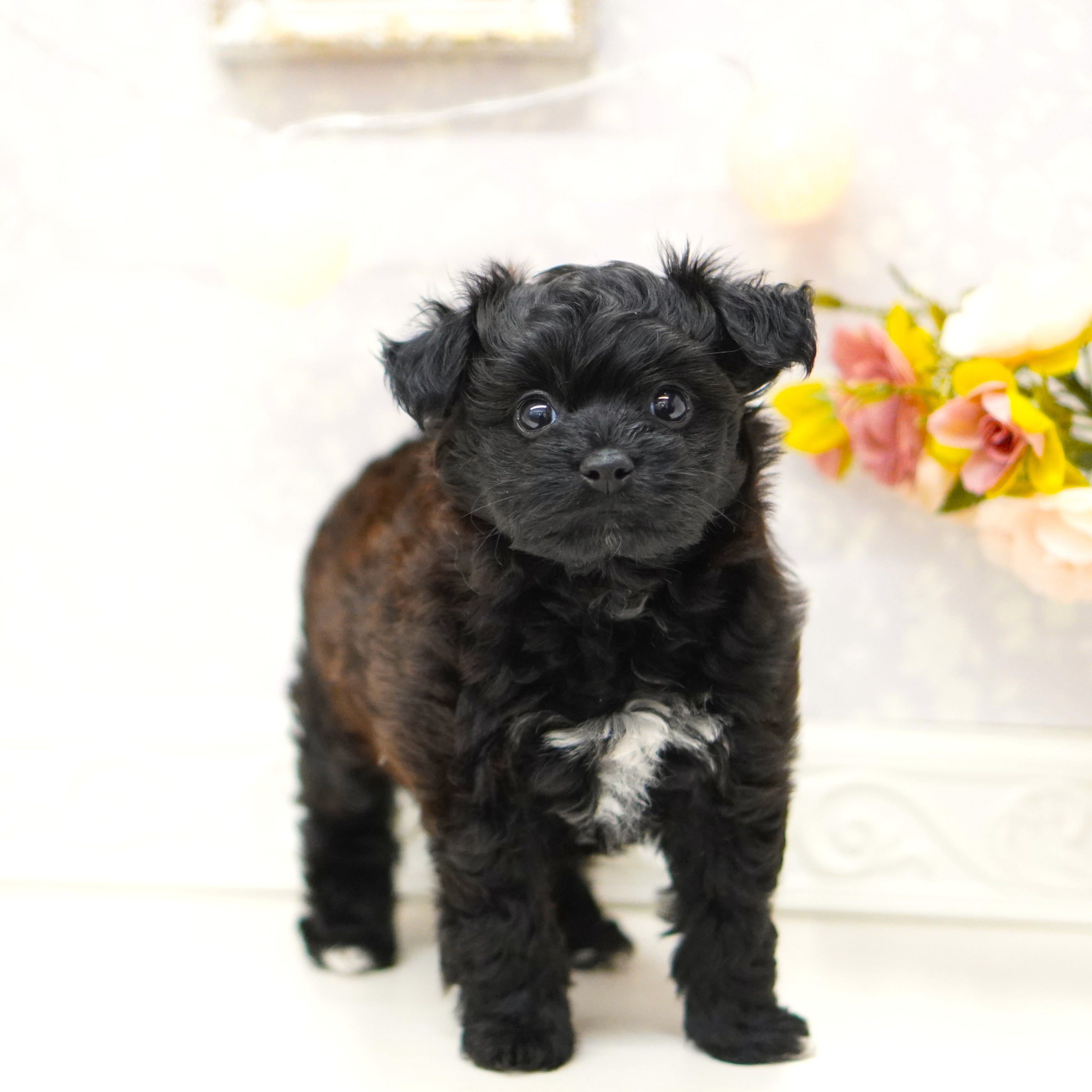 富山県のパピプー(パピヨン×プードル) (犬の家＆猫の里アミーゴ山室店/2025年6月16日生まれ/女の子/ブラック)の子犬の4枚目の画像