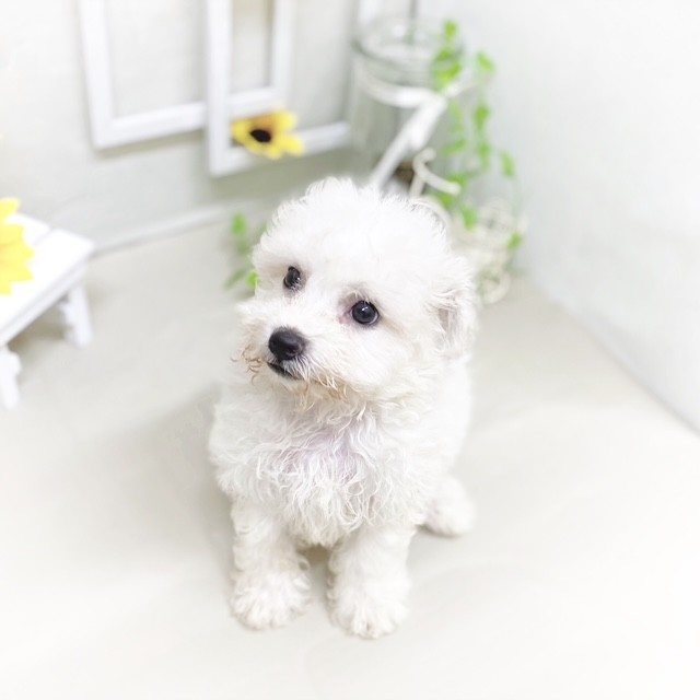 静岡県のビションフリーゼ (犬の家＆猫の里藤枝店/2025年6月17日生まれ/女の子/ホワイト)の子犬の4枚目の画像