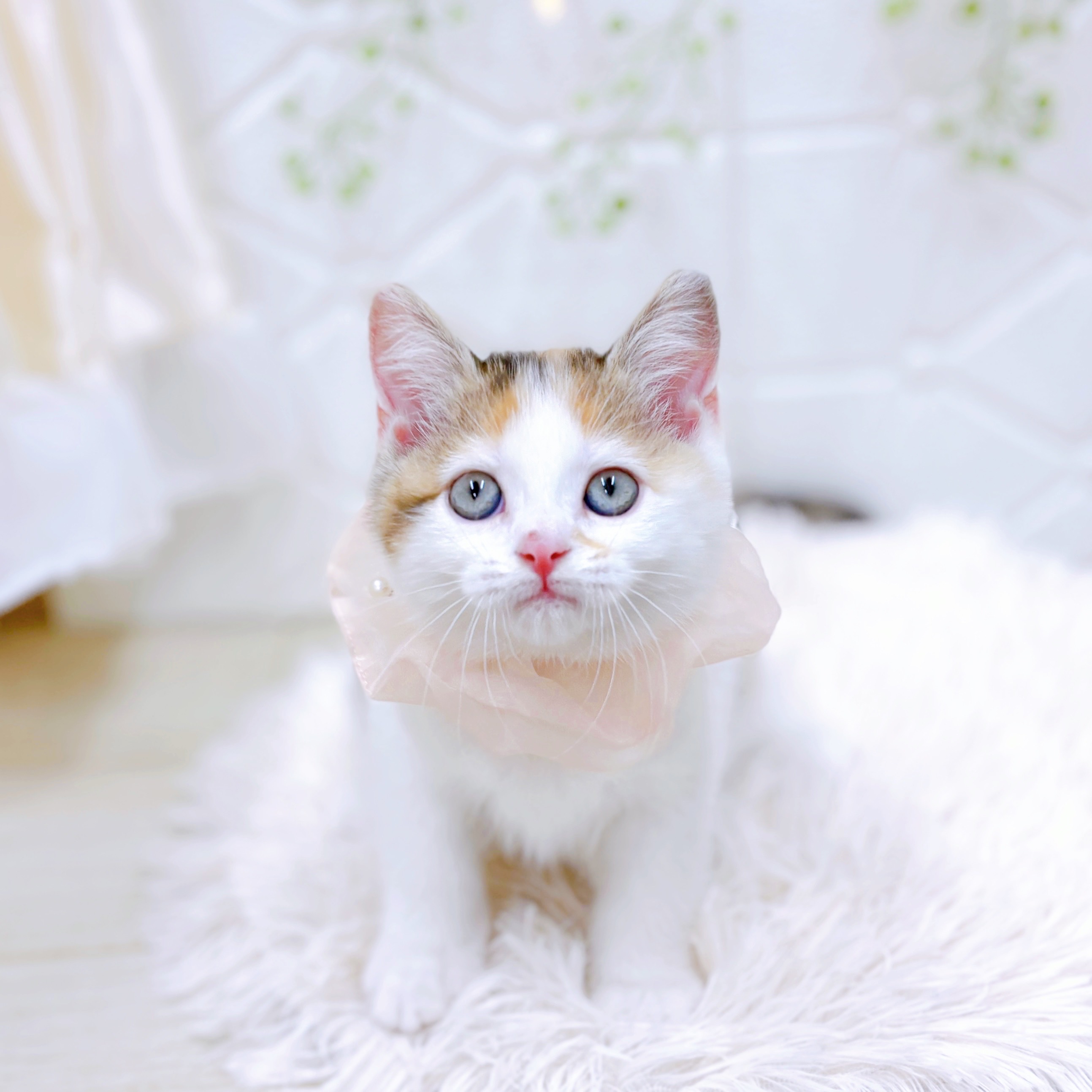 福井県のスコティッシュストレート (犬の家＆猫の里アミーゴ福井店/2025年6月15日生まれ/女の子/キャリコ)の子猫の4枚目の画像