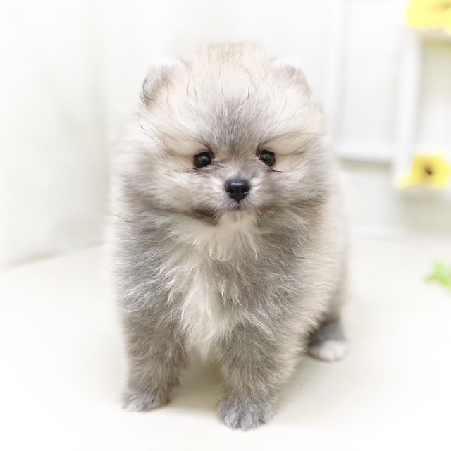 静岡県のポメラニアン (犬の家＆猫の里藤枝店/2025年6月16日生まれ/男の子/ウルフセーブル)の子犬の4枚目の画像