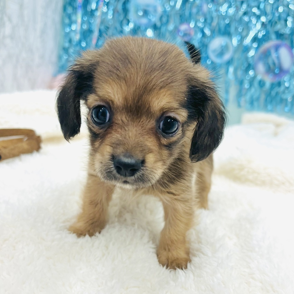 愛知県のチワックス(チワワ×ダックス) (犬の家＆猫の里エアポートウォーク店/2025年6月17日生まれ/女の子/レッド)の子犬の4枚目の画像