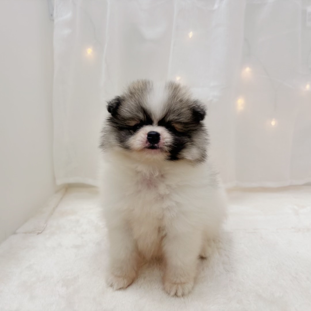 千葉県のポメラニアン (犬の家＆猫の里BIGHOPガーデンモール印西店/2025年6月15日生まれ/男の子/パーティーカラー)の子犬の4枚目の画像