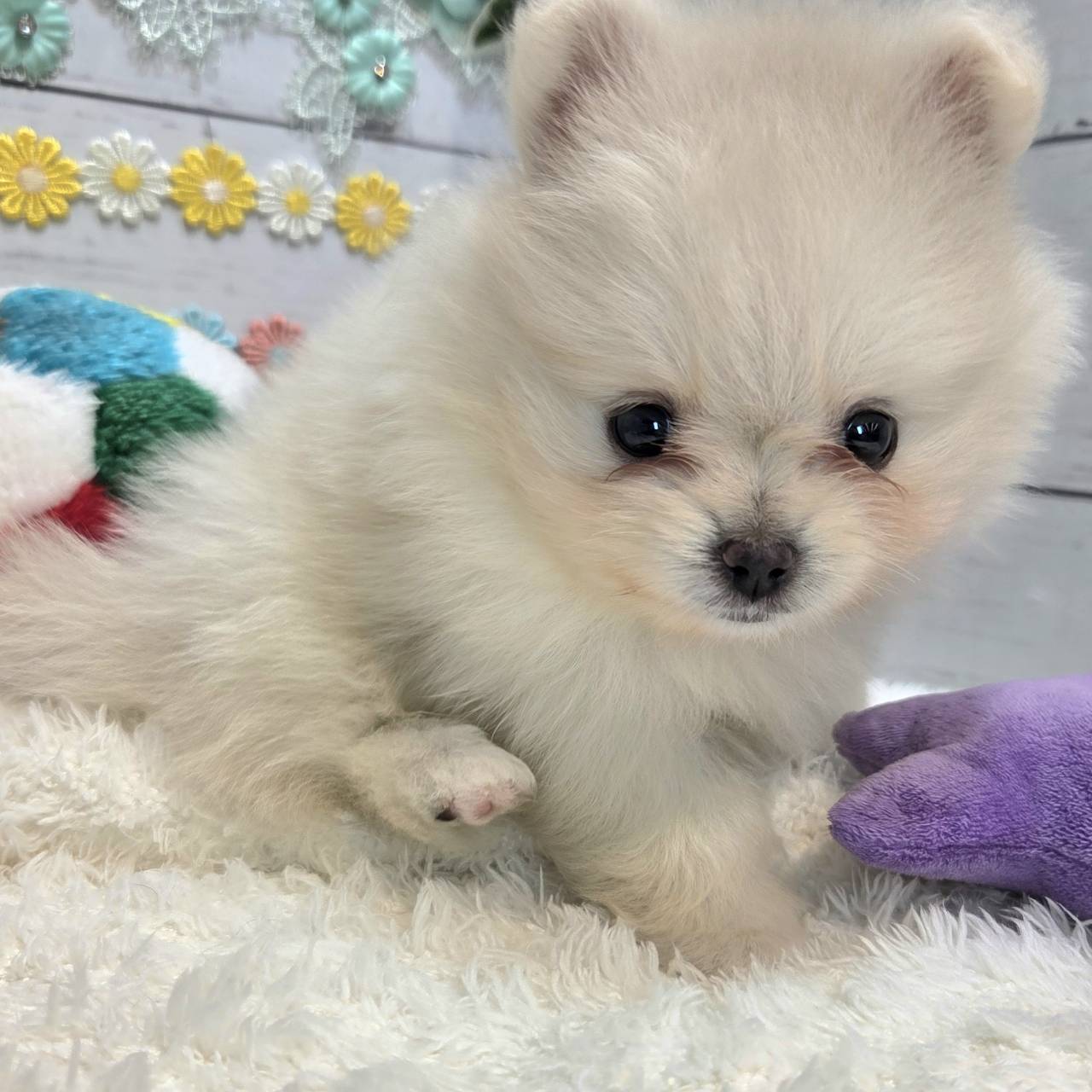 長野県のポメラニアン (犬の家＆猫の里カインズ梓川店/2025年6月17日生まれ/女の子/クリーム)の子犬の4枚目の画像