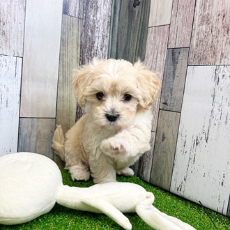 静岡県のマルプー(マルチーズ×プードル) (犬の家＆猫の里マークイズ静岡店/2025年6月16日生まれ/男の子/アプリコット)の子犬の4枚目の画像