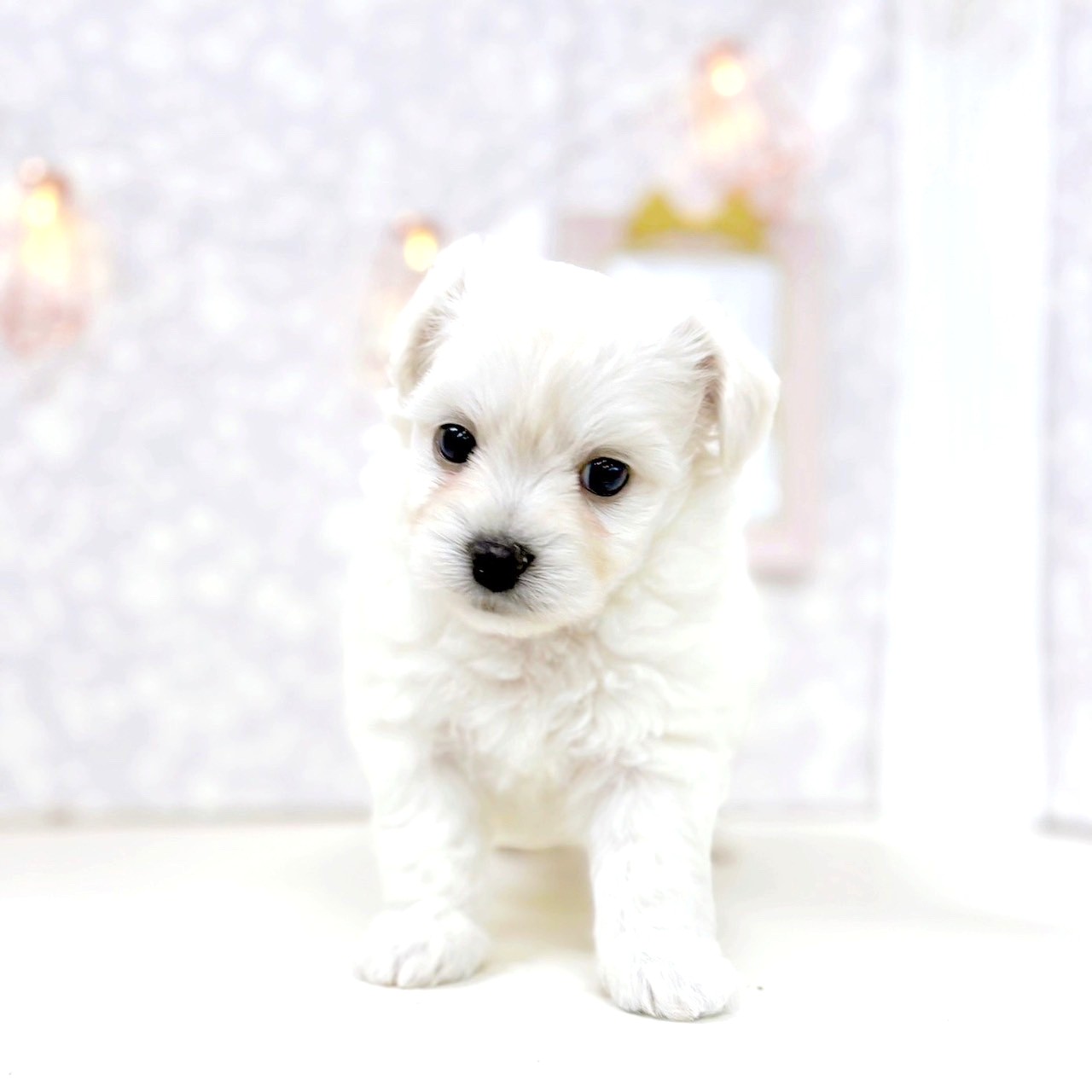 富山県のハーフ犬・ミックス犬 (犬の家&猫の里アミーゴ高岡蓮花寺店/2025年6月14日生まれ/男の子/クリーム)の子犬