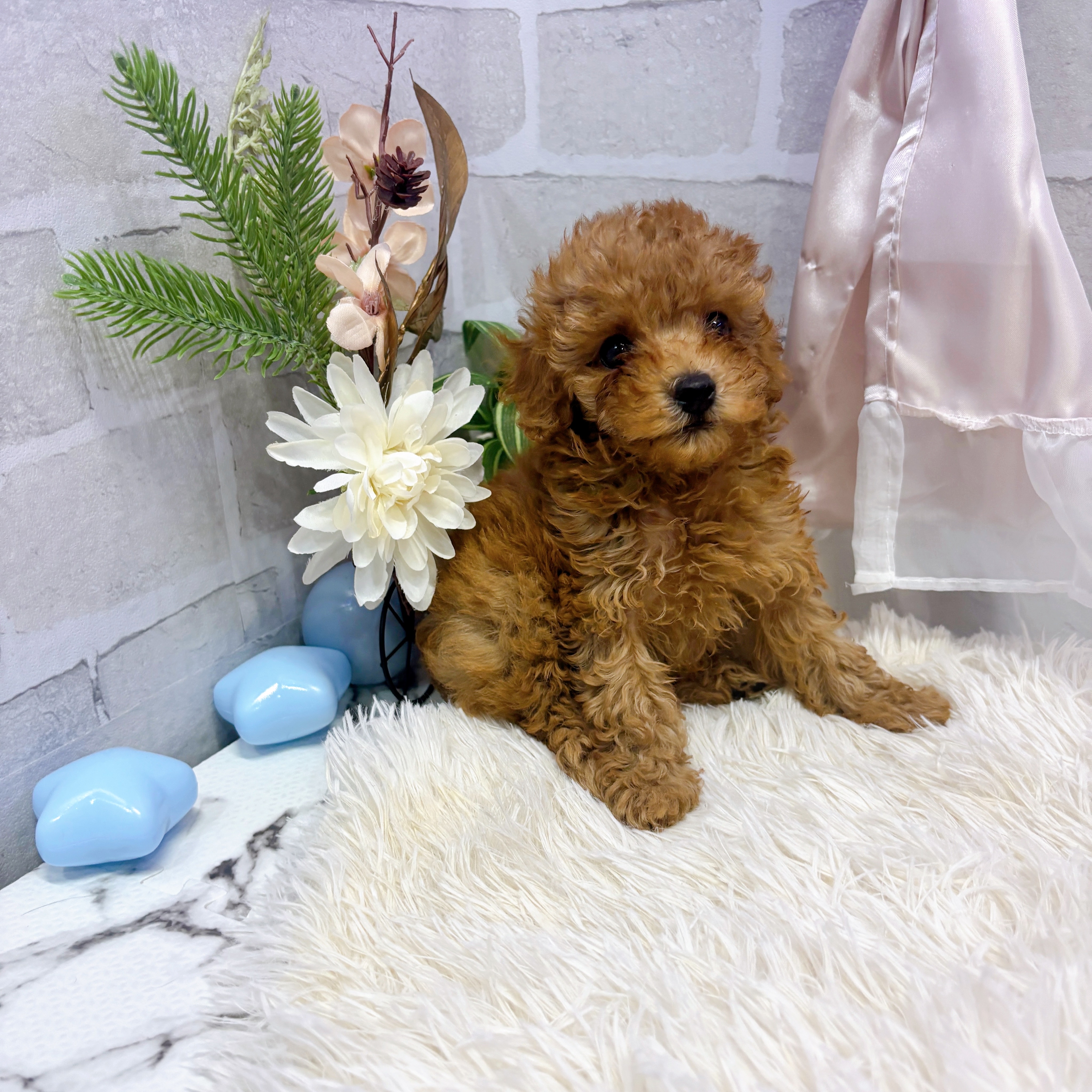 愛知県のタイニープードル (犬の家＆猫の里岡崎店/2025年6月16日生まれ/男の子/レッド)の子犬の4枚目の画像
