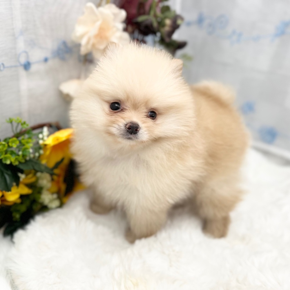 静岡県のポメラニアン (犬の家＆猫の里MEGAドン・キホーテ袋井店/2025年6月12日生まれ/男の子/クリーム)の子犬の4枚目の画像