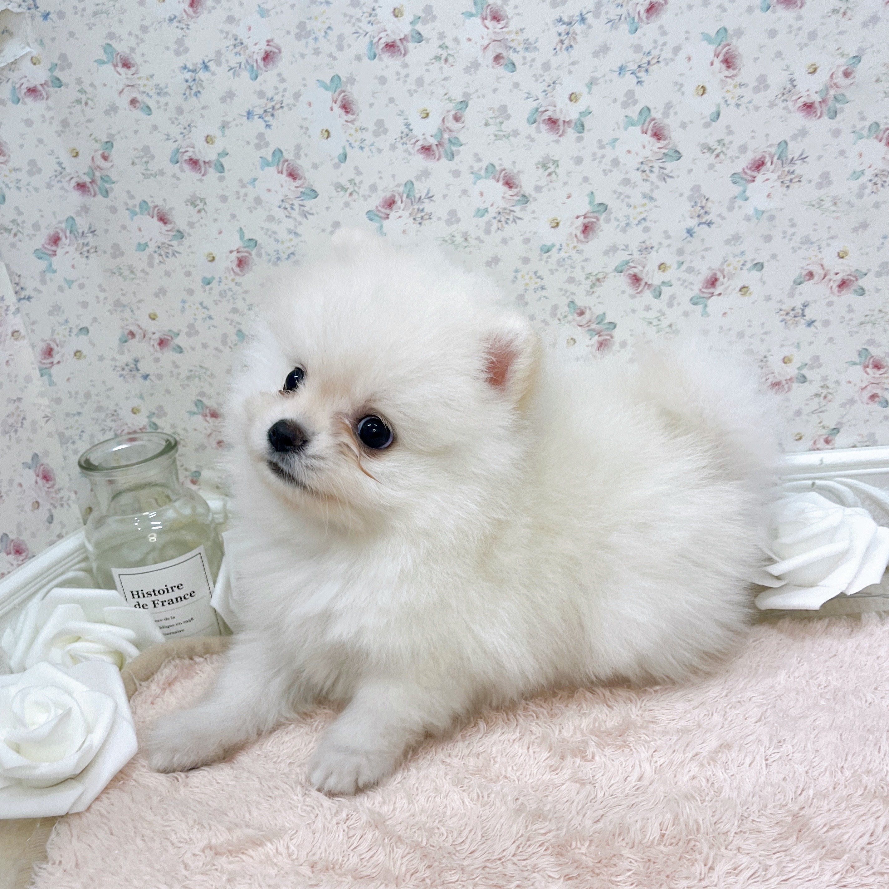 石川県のポメラニアン (犬の家＆猫の里アミーゴ金沢有松店/2025年6月16日生まれ/男の子/ホワイト)の子犬の4枚目の画像