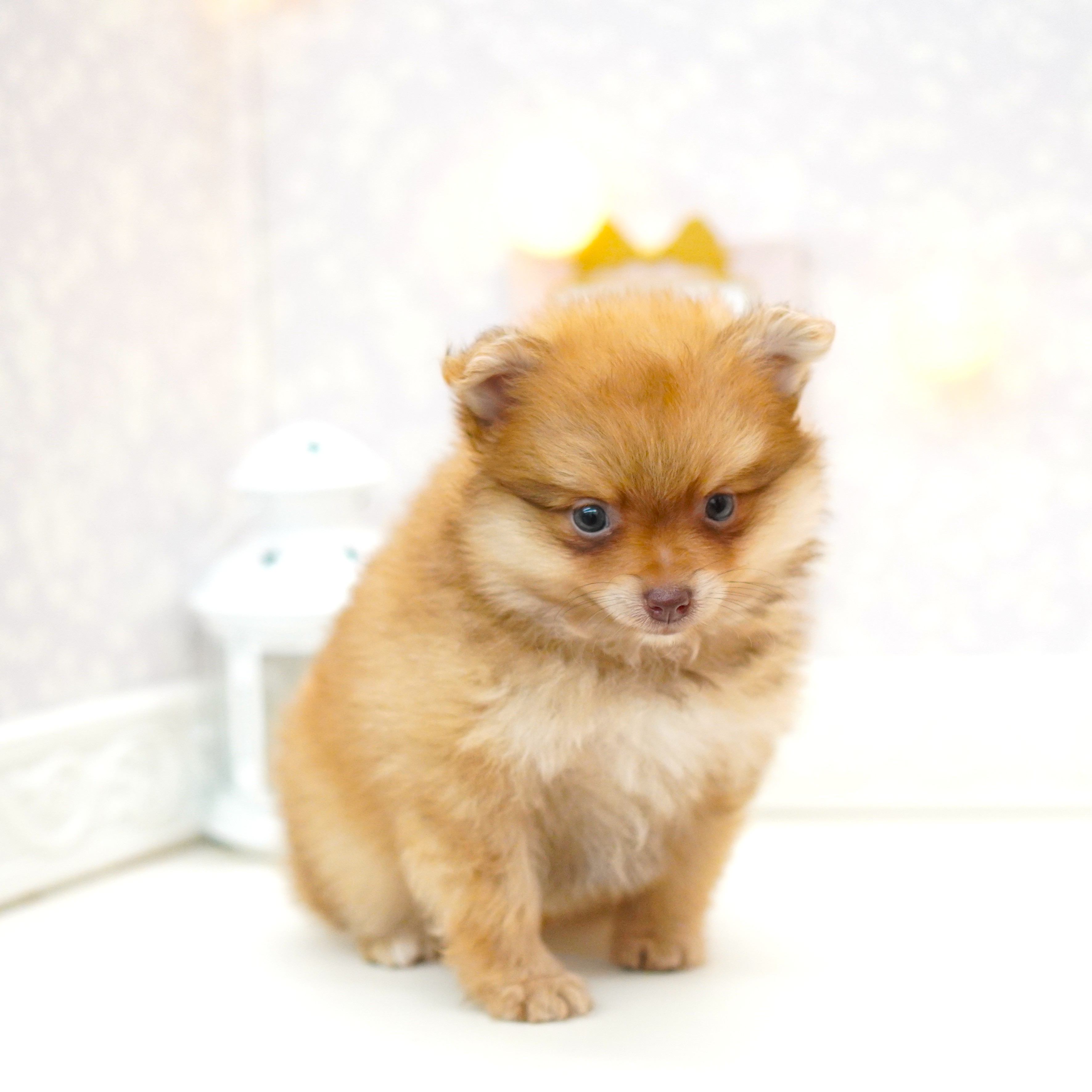 富山県のポメラニアン (犬の家＆猫の里富山店/2025年6月16日生まれ/女の子/オレンジ)の子犬の4枚目の画像