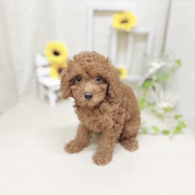 静岡県のトイプードル(トイ) (犬の家＆猫の里藤枝店/2025年6月15日生まれ/女の子/レッド)の子犬の4枚目の画像