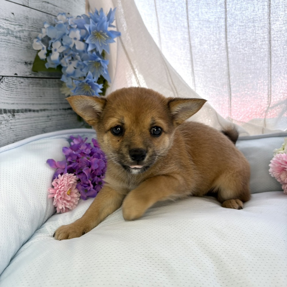 長野県のチワ柴/柴チワ/チワシバ(チワワ×柴) (犬の家＆猫の里塩尻店/2025年6月15日生まれ/女の子/赤)の子犬の4枚目の画像
