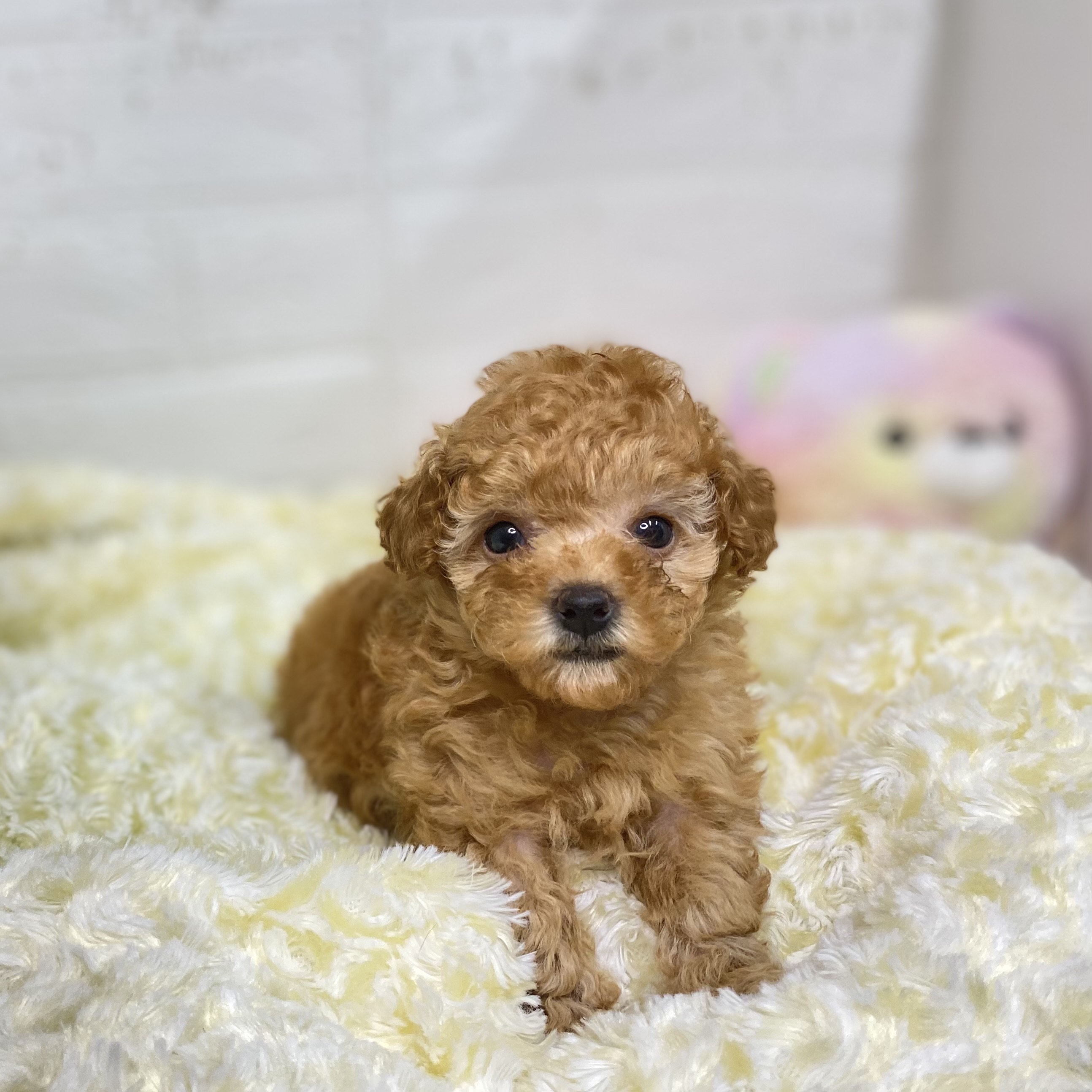 長野県のタイニープードル (犬の家＆猫の里長野店/2025年6月14日生まれ/女の子/アプリコット)の子犬の1枚目の画像